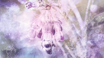 Comfrey leaf