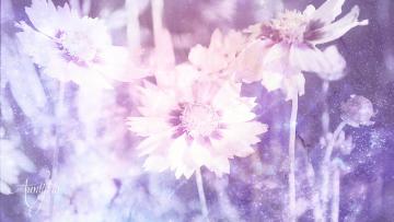 Coreopsis flowers