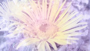 Elecampane