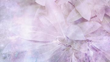 Magnolia leaves
