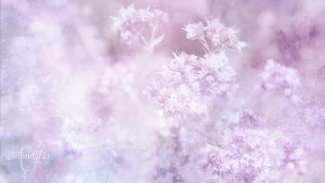 Marjoram