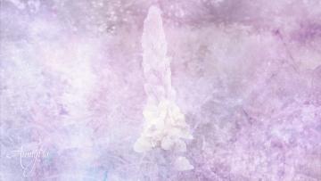 Mullein