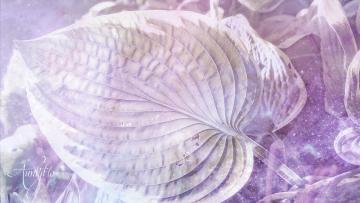 Plantain leaf