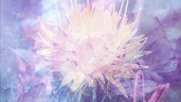 Safflower