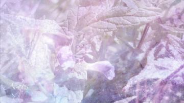 skullcap herb