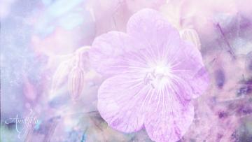 Violet leaf whole