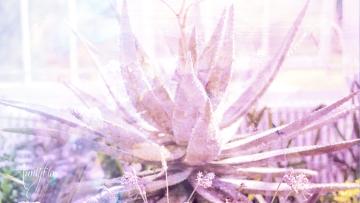 Aloe vera
