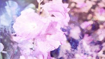 Althaea plants