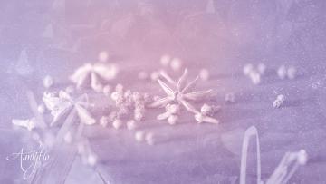 anise seed