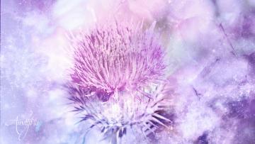 Blessed Thistle