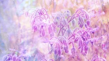 Borage flowers