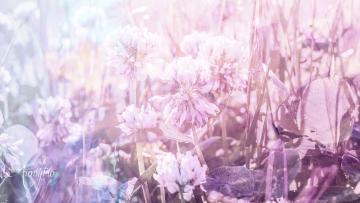 Clover White