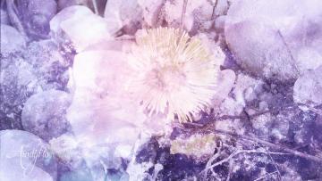 Coltsfoot herb