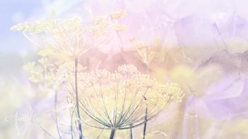 Fennel seeds