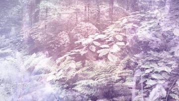 Fern