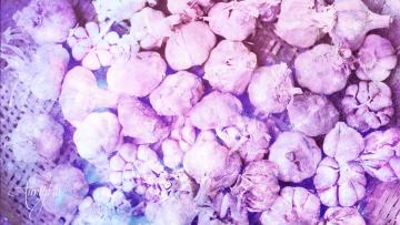 Garlic