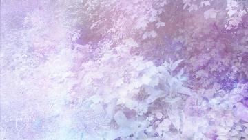 Queen Elizabeth root, powder