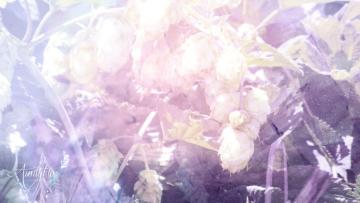 Hops flowers, whole