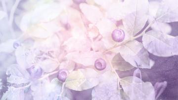 Huckleberry leaves