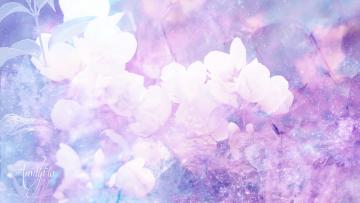 Jasmine flowers