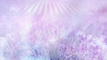 Lavender flowers