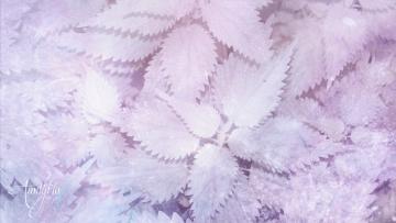 Nettle