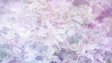 Oregano