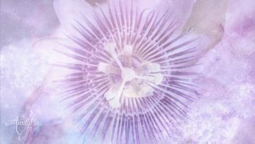 Passion Flower