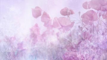 Poppy flowers