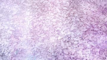 Quassia root chips