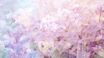 Verbena (Vervain)