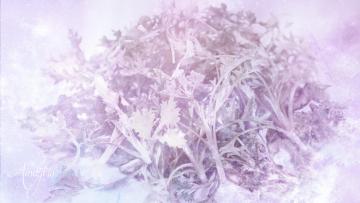 Wormwood