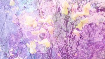 Broom