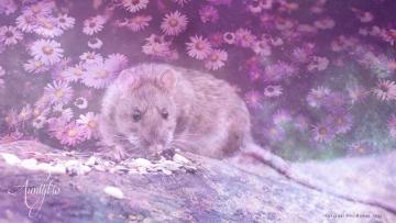Rat Spiritual Meaning
