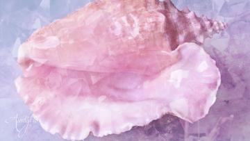 Conch shell
