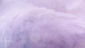 Feather superstition meaning