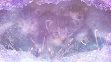 Kittens