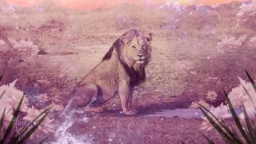 lion meaning and what it Symbolizes
