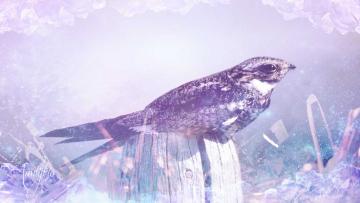 nightjar bird superstition
