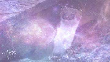 Weasel