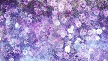 Xeranthemum