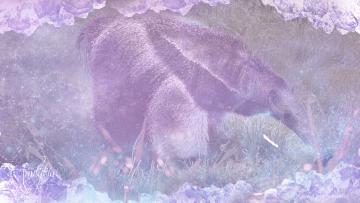 anteater