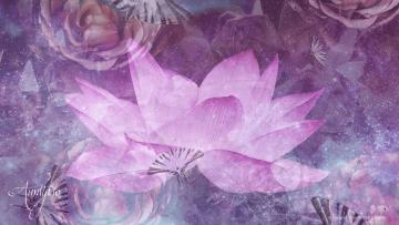 belladonna lilly