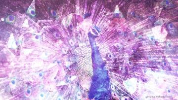 peacock