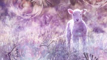 Lamb