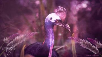 Cassowary
