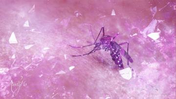 Mosquito