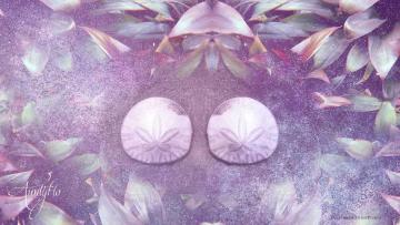 Sand Dollar