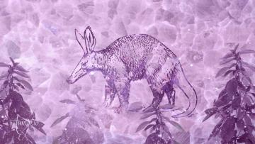 Aardvark