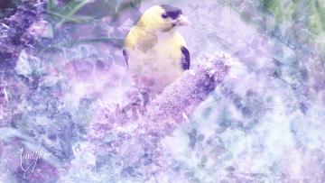 Hyssop